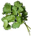A cluster of fresh green cilantro leaves with textured, ruffled edges and thin stems.
