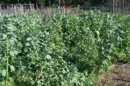 A dense field of tall, green fava bean plants at McClellan Ranch, with garden structures visible in the background.