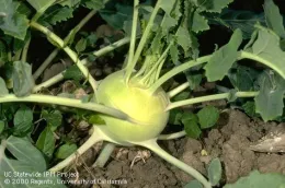 Yellowish-green kohlrabi with green leaves growing in garden soil.