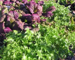 A vibrant garden with red mustard greens on the left and frilly green mustard greens on the right, showcasing their colorful leaves.