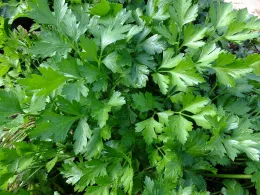 A dense cluster of green parsley leaves with serrated edges, displaying varied shades of green and a glossy texture.