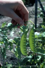 A hand holding two green snow pea pods in a garden setting.