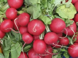 A close-up of red radishes with green leafy tops, arranged closely together, showing a bright red color and some dirt on the leaves.