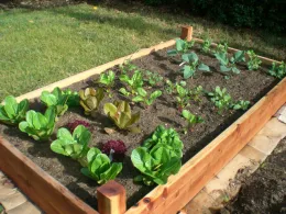 A wooden raised garden bed filled with various leafy greens, including romaine, purple lettuce, and Swiss chard, with seedlings of broccoli and peas visible in the soil.