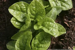 A young spinach rosette with broad, glossy green leaves covered in water droplets, growing in dark soil.