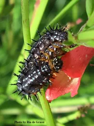 Buckeye butterfly caterpillars munching on a firecracker plant blossom in Davis, Calif. (Photo by Ria de Grassi)