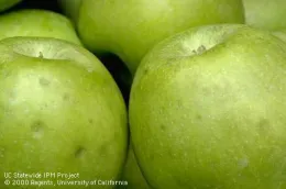 Close-up of several green apples with visible bitter pit spots, showing a smooth, shiny surface and slight color variations.