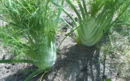 Two rounded bulbs of Florence fennel partially above the soil, surrounded by feathery green fronds against a dry, light brown background.