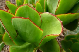 Close-up of green succulent leaves with red edges, showcasing their smooth texture and layered composition.