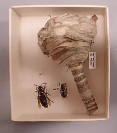 This is the beginning of a hornet's nest. At left is the queen bald-faced hornet, and at right a worker hornet. This is a display from the Bohart Museum of Entomology. (Photo by Kathy Keatley Garvey)
