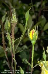 Rose aphids infesting a blossom. (Photo: Jack Kelly Clark)