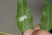 Hatched eggs on leaf