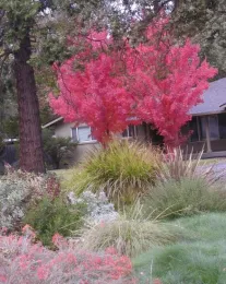 Red maples in my neighbor's front garden.