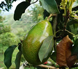 Hanging Avocado Fruit