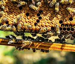 Beekeeping Education