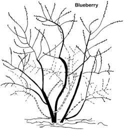 Prune blueberries