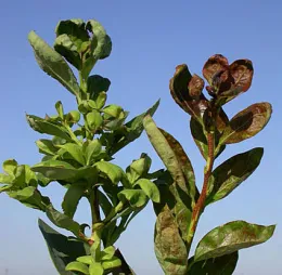 Thrips damage on blueberry