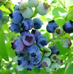 Blueberries ripening