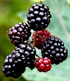 Harvest cane berries