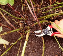 Remove canes that made fruit this year
