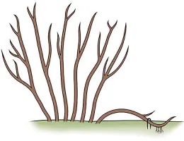 Propagate cane berries