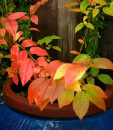 Many blueberries display fall color