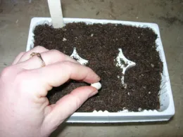 Planting seed in 6-pack Karen Schaffer