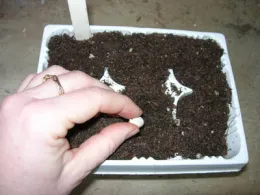 A hand placing a light-colored seed into a soil-filled six-pack seedling tray.