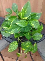 Pothos AKA Devil's Ivy by E. Warne