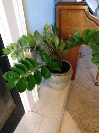 ZZ Plant by E. Warne