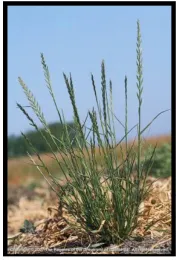 Figure 1. Italian ryegrass