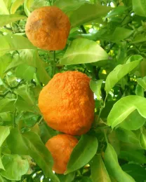 Seville Oranges