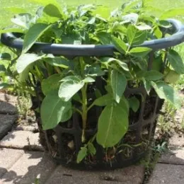 Potato basket