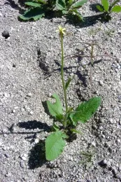 Saharan Mustard. Photo: © 2003 Michael Charters