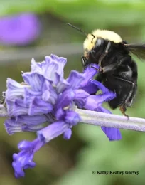 A yellow-faced bumble bee, Bombus vosnesenskii, nectaring on saliva in Sonoma, Calif. (Photo by Kathy Keatley Garvey)