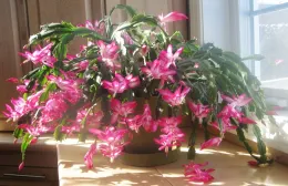 Christmas Cactus, Wikipedia Commons