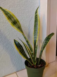 Snake Plant by E. Warne