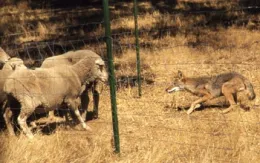 photo: www.controlpredators.com