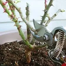 pruning rose
