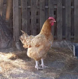 Copyright © 2006 Luigi Rignanese