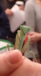 Cupcake, a Rhombodera megaera, peers at the photographer. (Photo by Kathy Keatley Garvey)