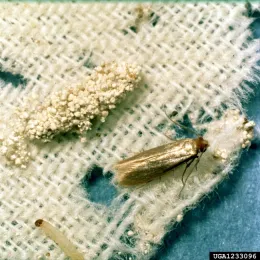 Webbing clothes moth. (Photo credit: Clemson University, USDA Cooperative Extension Slide Series, Bugwood. org)