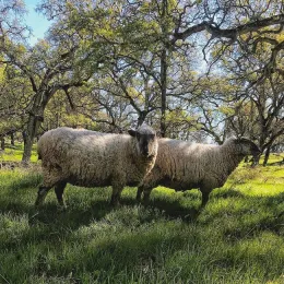 February 2018 near Auburn - and much more grass than usual!