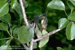 Fire blight. [Credit: Jack Kelly Clark]