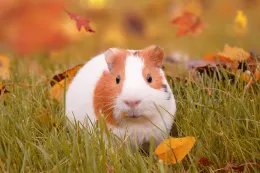 Conejillo de indias_Cavies