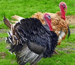 Pavos_Turkeys