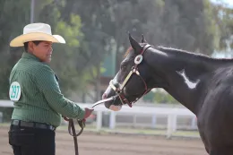 Juzgamiento de animales_Livestock judging