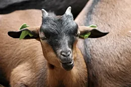 Cabras_Goat