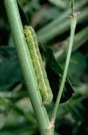 armyworm