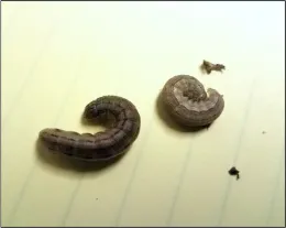 Armyworm